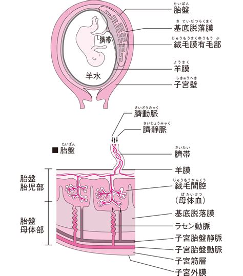 胎盤